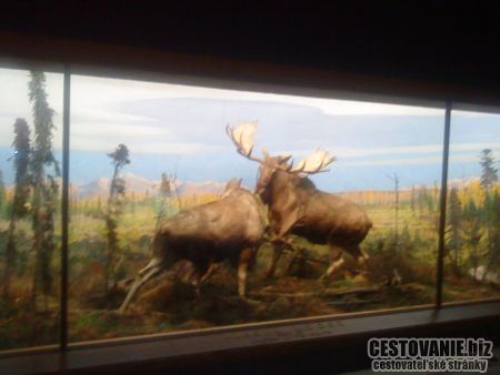 American Museum of Natural History Manhattan