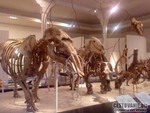 American Museum of Natural History Manhattan